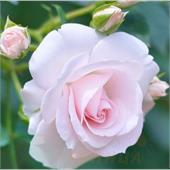 Роза Аспирин (флорибунда)