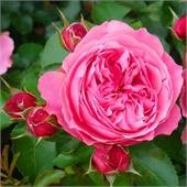 Роза Леонардо да Винчи (флорибунда) насыщенно-розовый