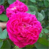 Роза Роуз де Решт (портландская) пурпурно-красный 