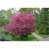 Яблоня Незвецкого 