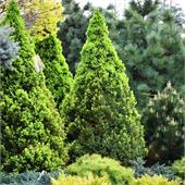 Ель канадская Conica