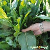 Щавель Русский размер F1 1гр НК