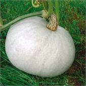 Тыква Волжская серая 4-6гр 200% НК