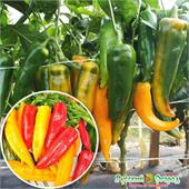 Перец сладкий Русский размер Бивни мамонта F1 12шт НК