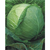 Капуста б/к Валентина F1 0,1гр. Листок