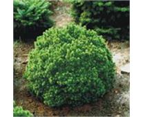 Ель канадская Alberta Globe 5л, Z5a