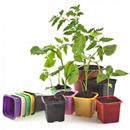 Для рассады