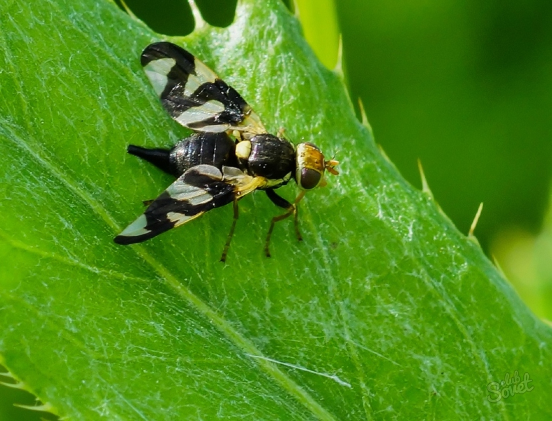 Вишне муха. Вишневая Муха Rhagoletis Cerasi. Восточная Вишневая Муха Rhagoletis cingulata Loew.. Облепиховая Муха Rhagoletis Batava. Муха пестрокрылка.