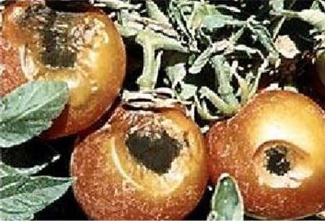 Испорченный картофель. Гниют и пахнут. Гниют и пахнут. Гниют и пахнут. Томат склеротиниоз белая гниль.