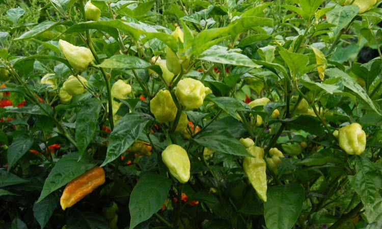 Формировка болгарского перца. Паприка 2017. Чтобы быстрее покраснел перец. Перец в огороде. Ускоритель созревания плодов перца.