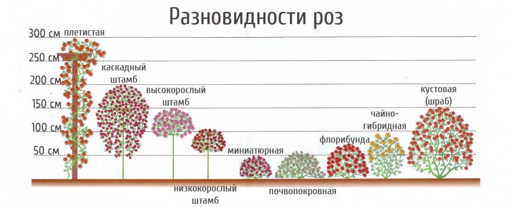 Чем отличаются гибридные. Розы классификация сортов. Классификация розы таблица. Классификация плетистых роз. Классификация парковых роз.