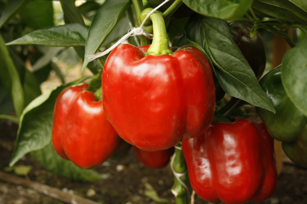 Сорта высокого перца. Перец горький красный толстяк. Перец сладкий атлант f1. Перец аллигатор сладкий (с)седек. Сорта высокого перца.