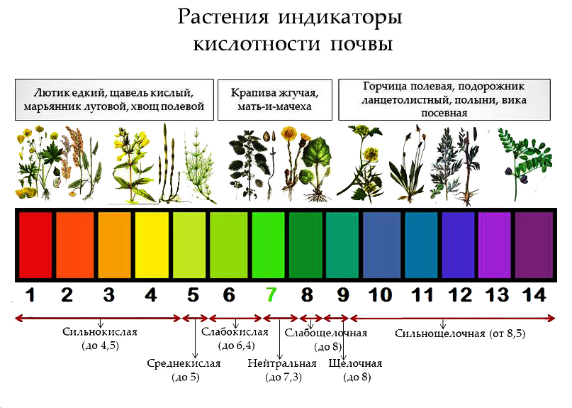 Схема посадки щавеля