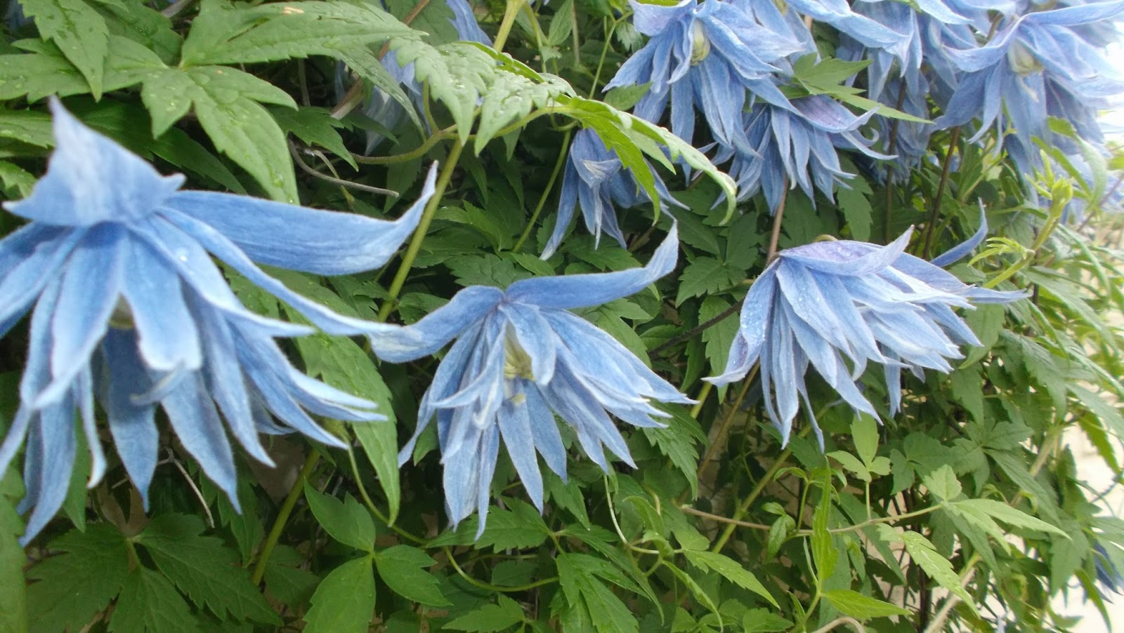 Клематис джиска. Княжик дженни. Клематис сорт княжика. Княжик альпийский. Клематис сорт княжика.