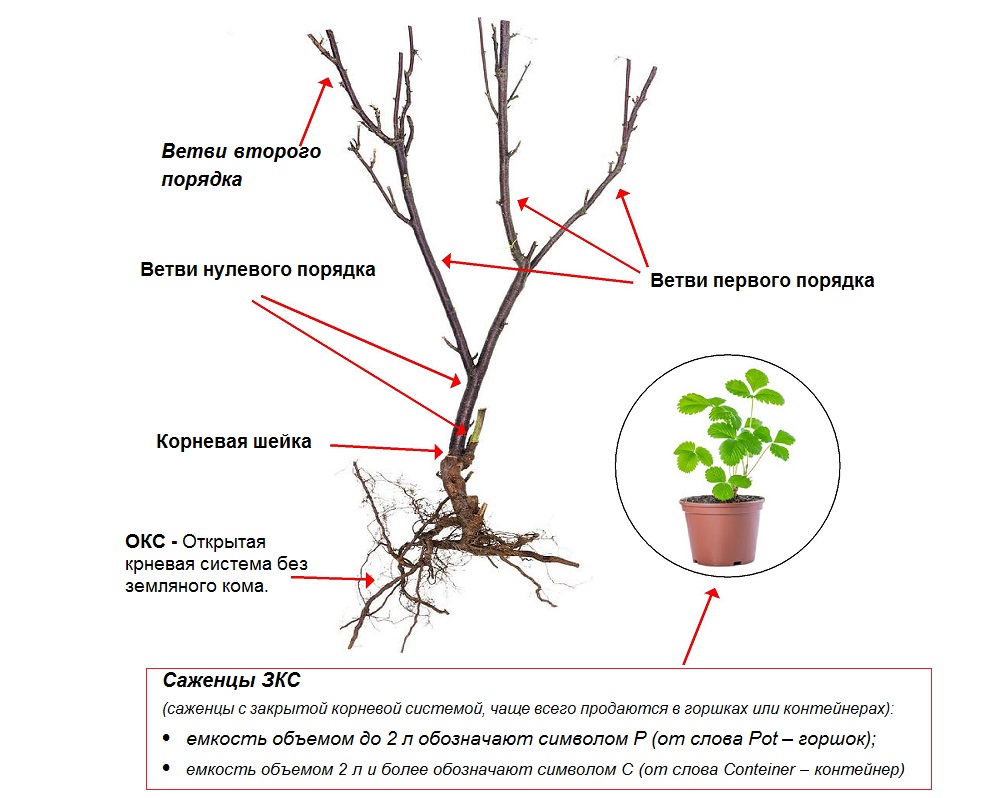 Можно ли обрезать побеги