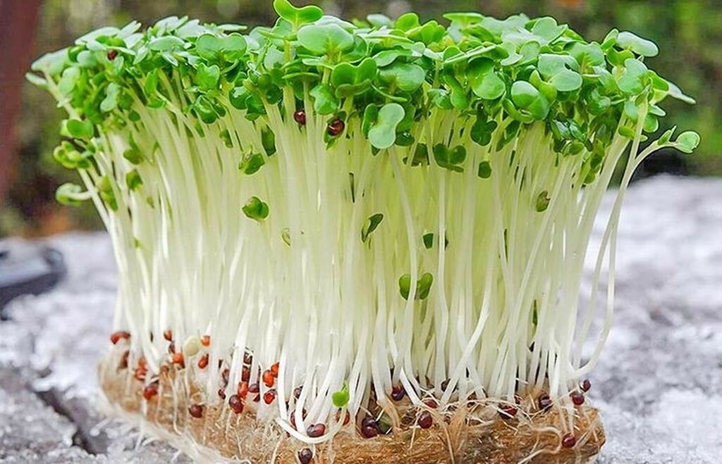 Микрозелень семян Чиа - незаменимый продукт на вашем столе