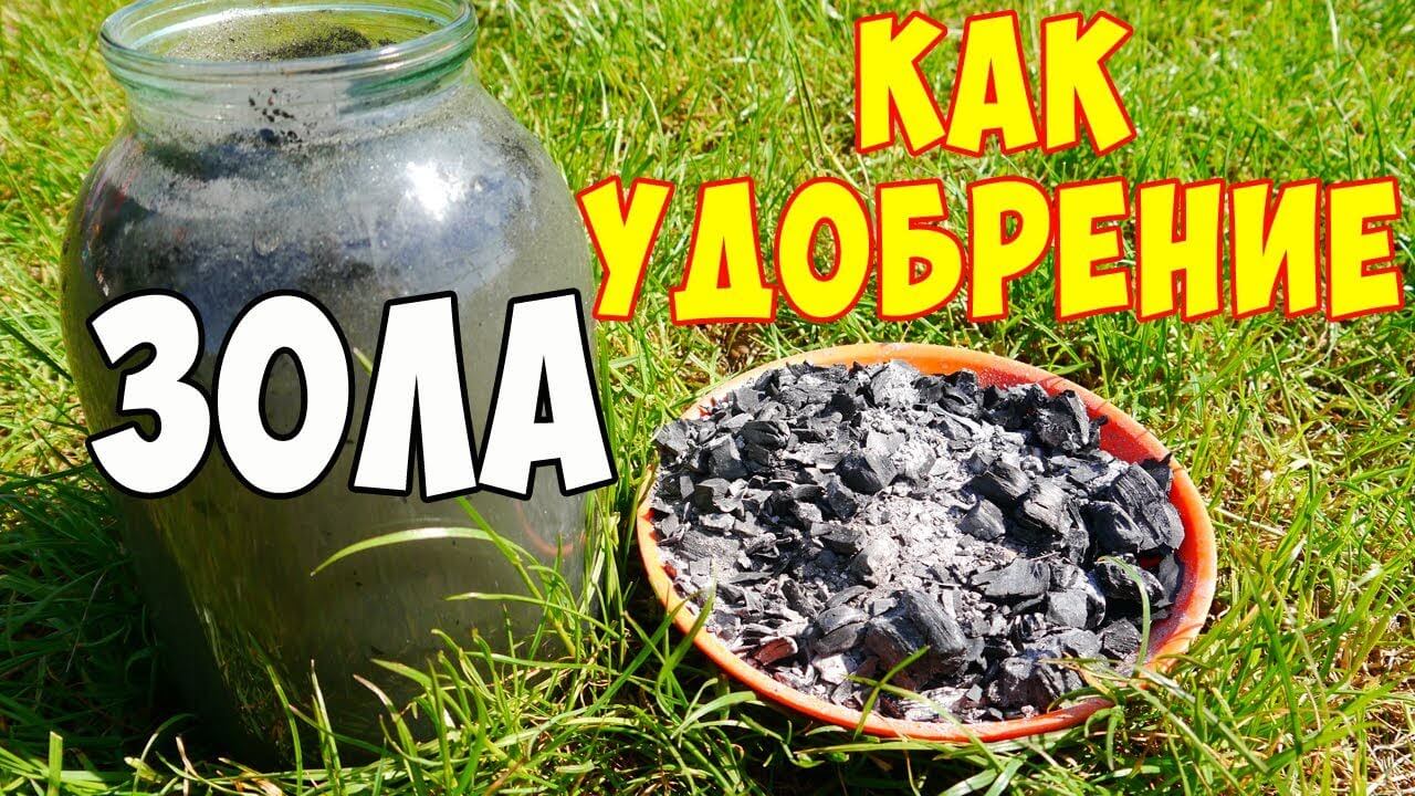 Древесная зола как удобрение для растений