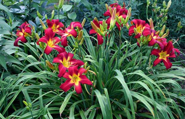 Овладение навыками полива