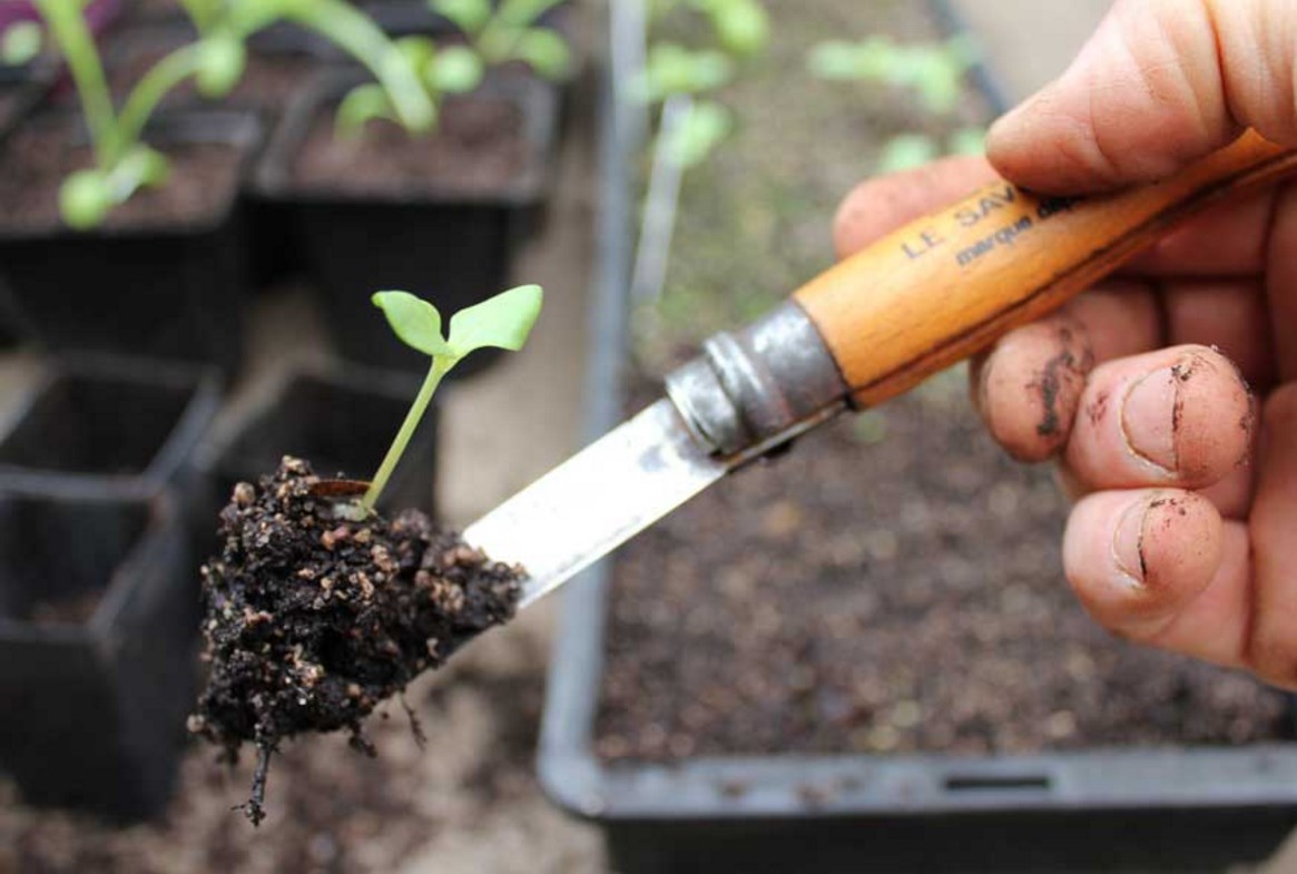 лобелия пикировка рассады. пикировка томатов схема посадки. пикировка томатов в апреле 2022. пикирование рассады помидор. пикировка сеянцев томата.