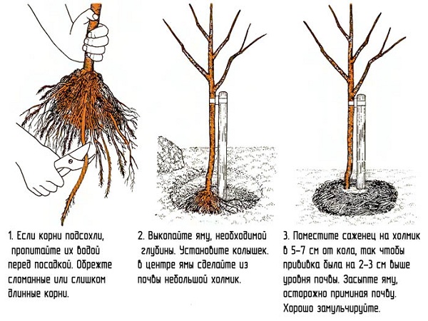 Садовая жимолость: размножение, посадка и уход.
