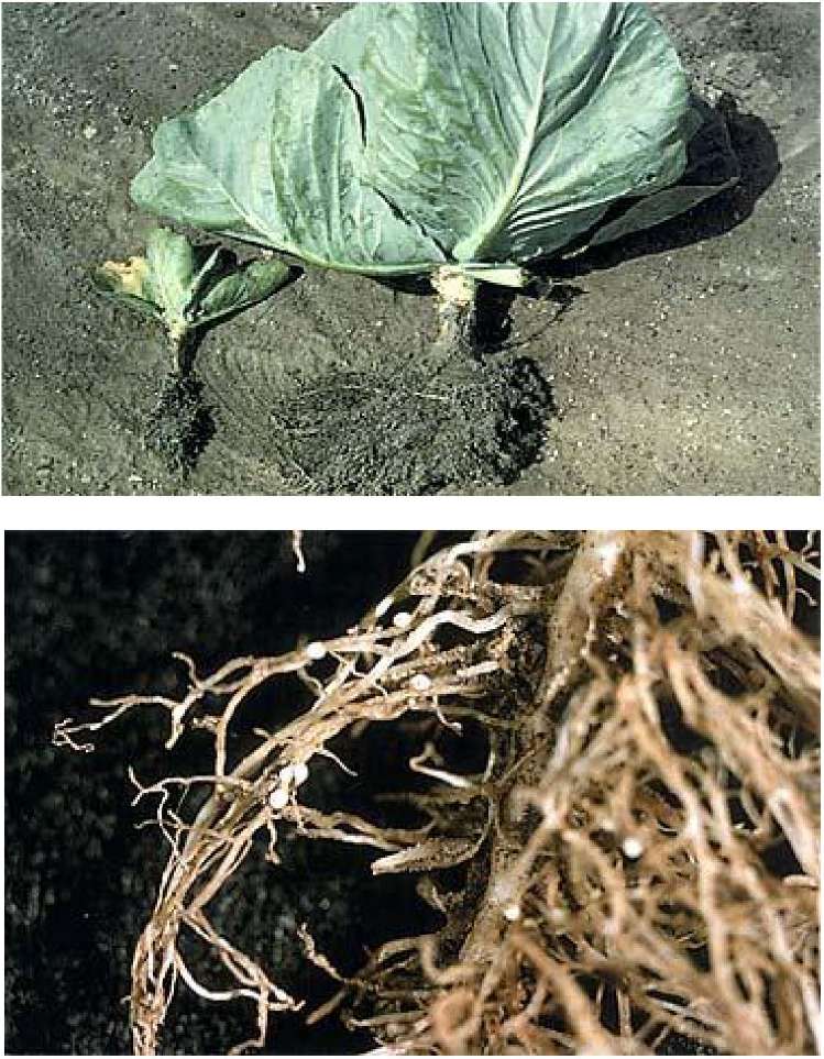 капуста для бюста. капустный лист для рассасывания. компресс из капустных листьев с медом. киста капустный лист. листья капусты на грудь.