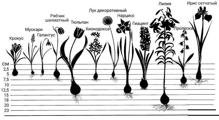 Схема посадки нарциссов осенью в грунт