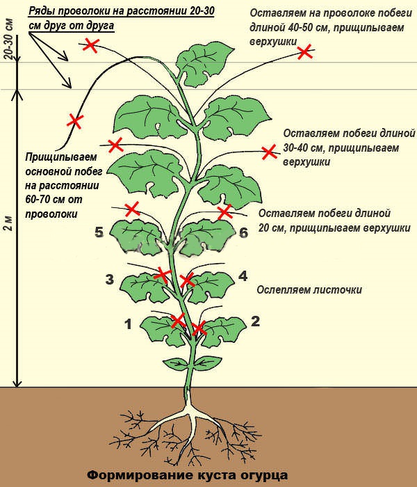 Формирование огурцов