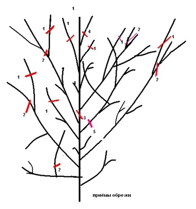 Обрезка вишни осенью схема. Как подрезать сливу осенью. Яблоня серебряное копытце полукарлик. Обрезка вишни. Как подрезать сливу осенью.