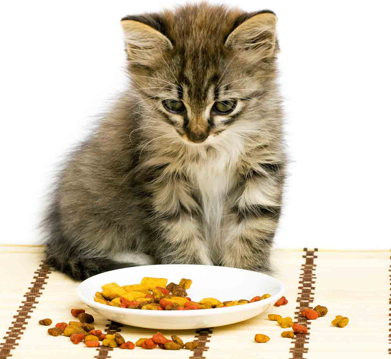 котенок и корм