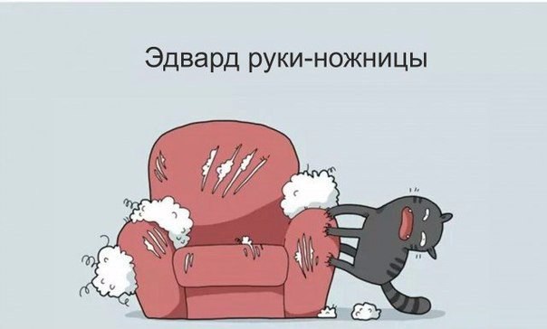 кот