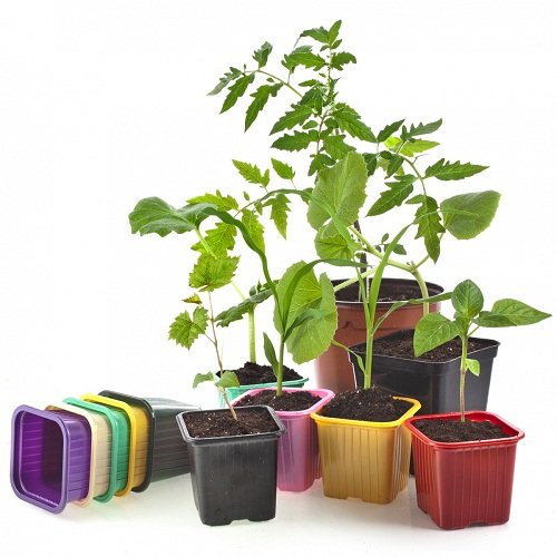 Фото рассада в Садовом Центре ПЯТНИЦА, Нижний Тагил