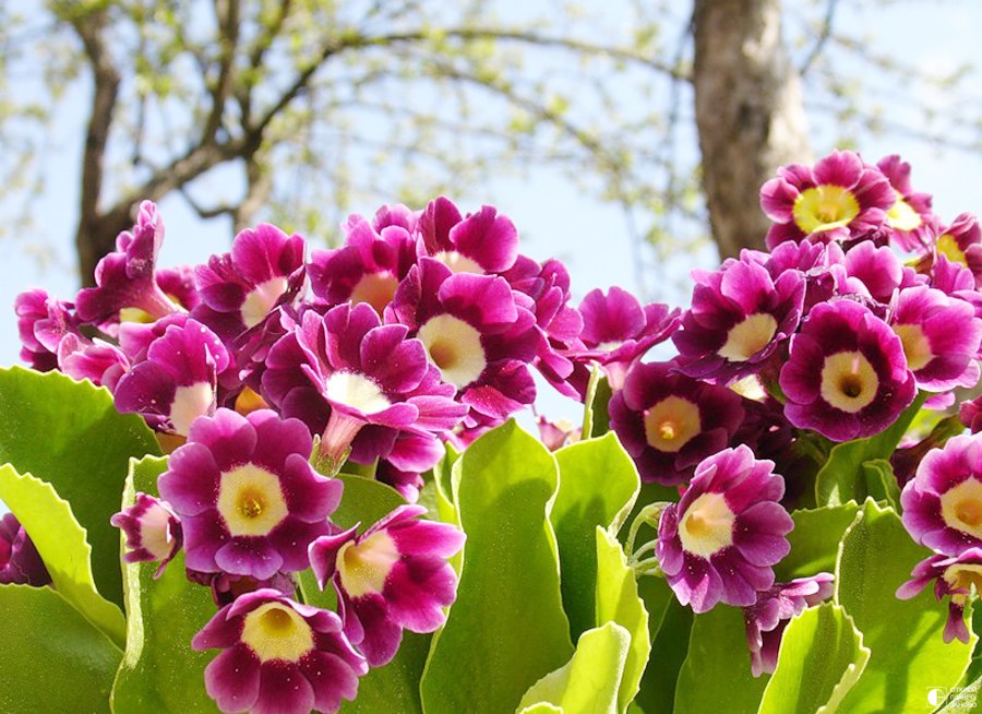 Фото примула
