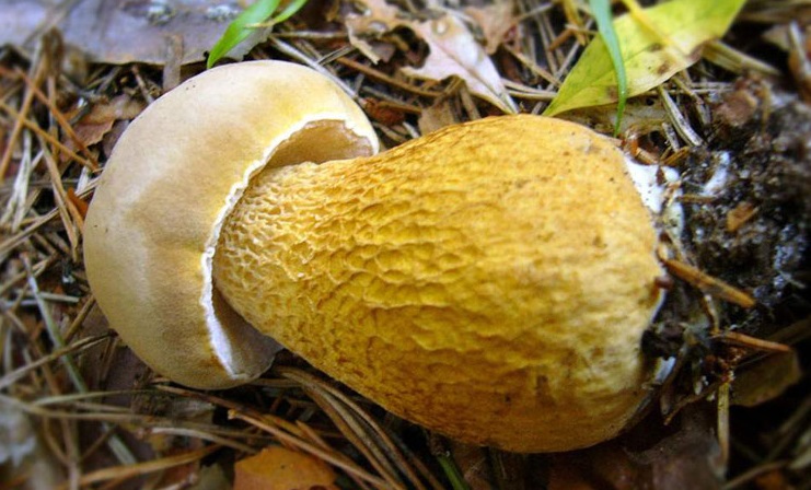 фото желчный гриб
