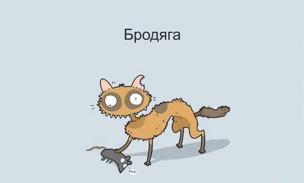 котик