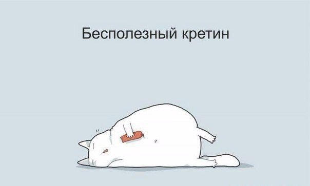 котики