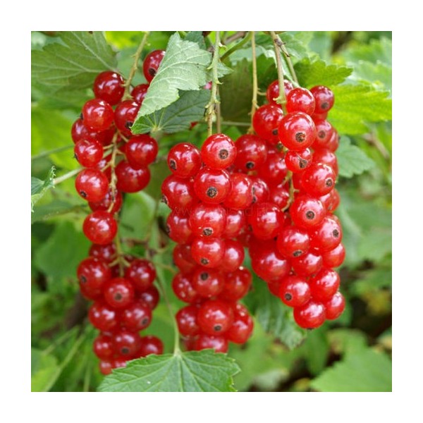 Фото саженцы в сц ПЯТНИЦА, Нижний Тагил