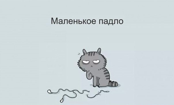 котик