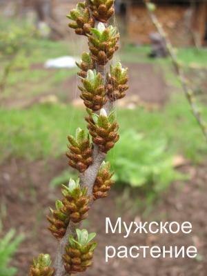 мужской вид облипихи