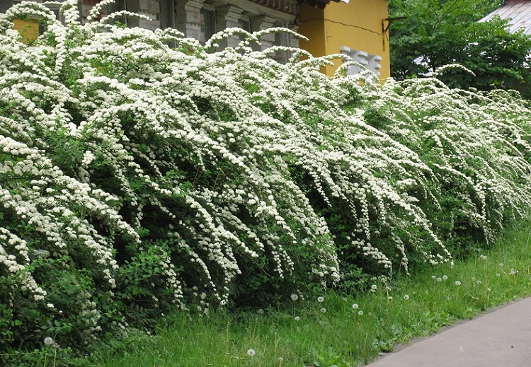 живая изгородь 