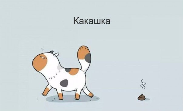 котики