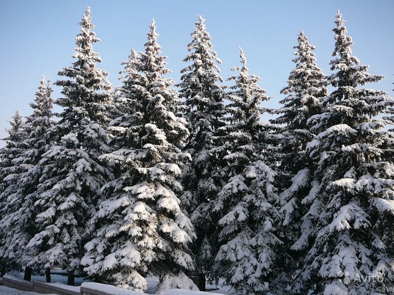 Фото ели в снегу. Садовый Центр ПЯТНИЦА, г.Нижний Тагил.