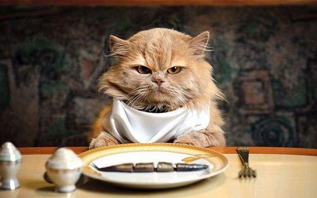 котики