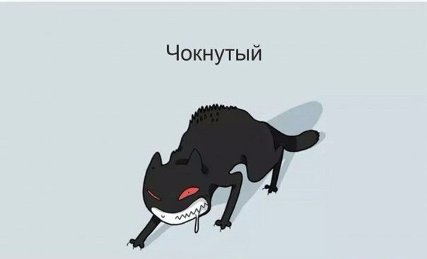 котик