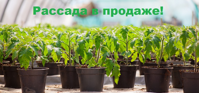 рассада