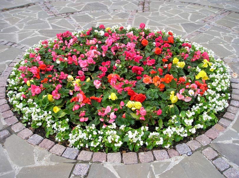 фото клумба