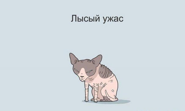 кот