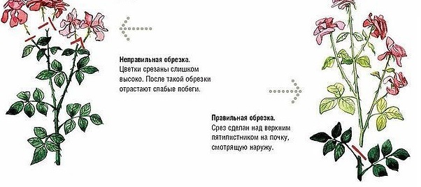 обрезка розы