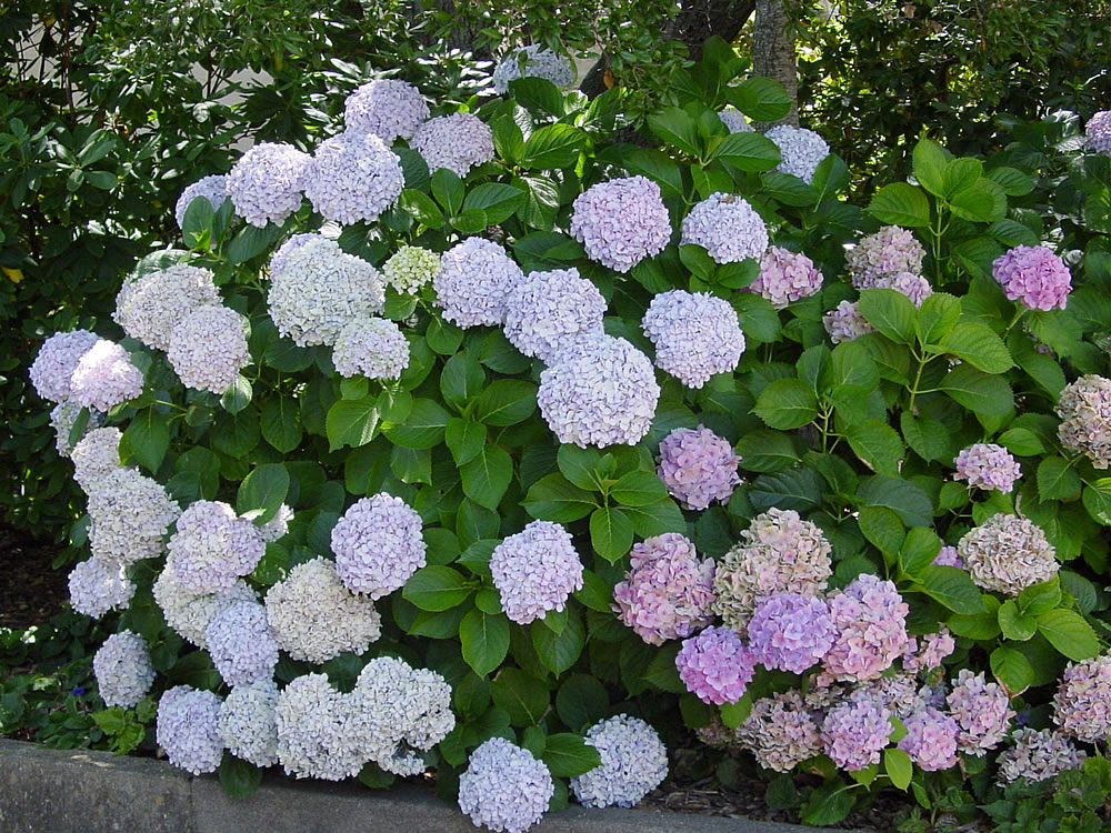 Фото гортензия в Садовом Центре ПЯТНИЦА, Нижний Тагил