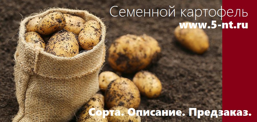 семенной картофель