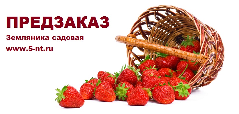 садовая земляника